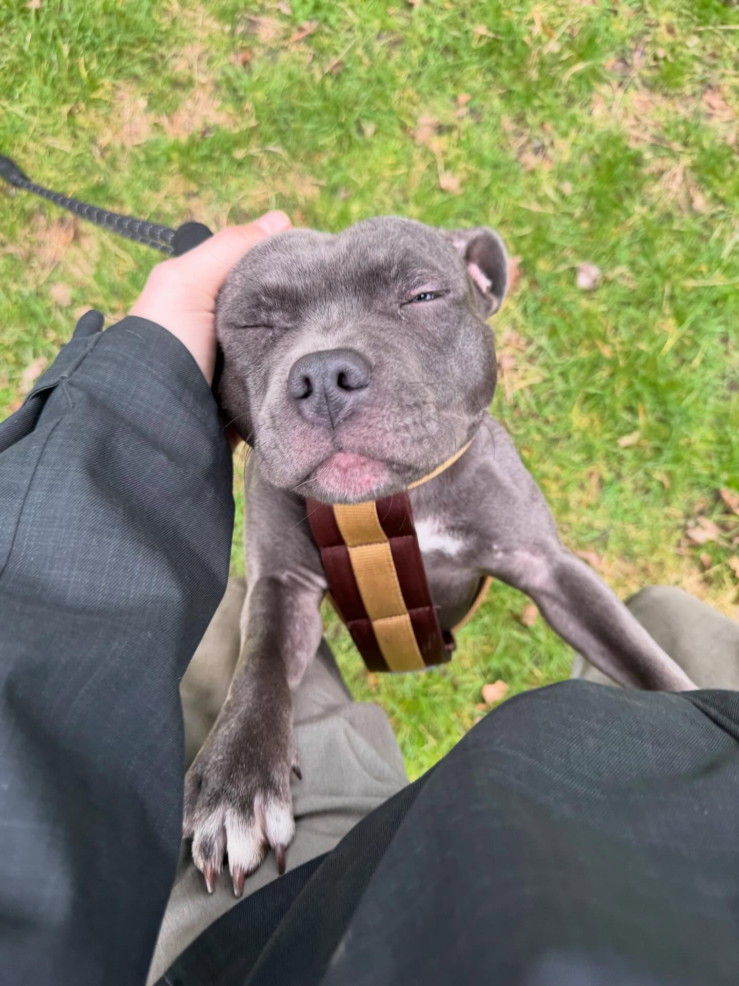 A blue staffy enjoying a fuss on a walk