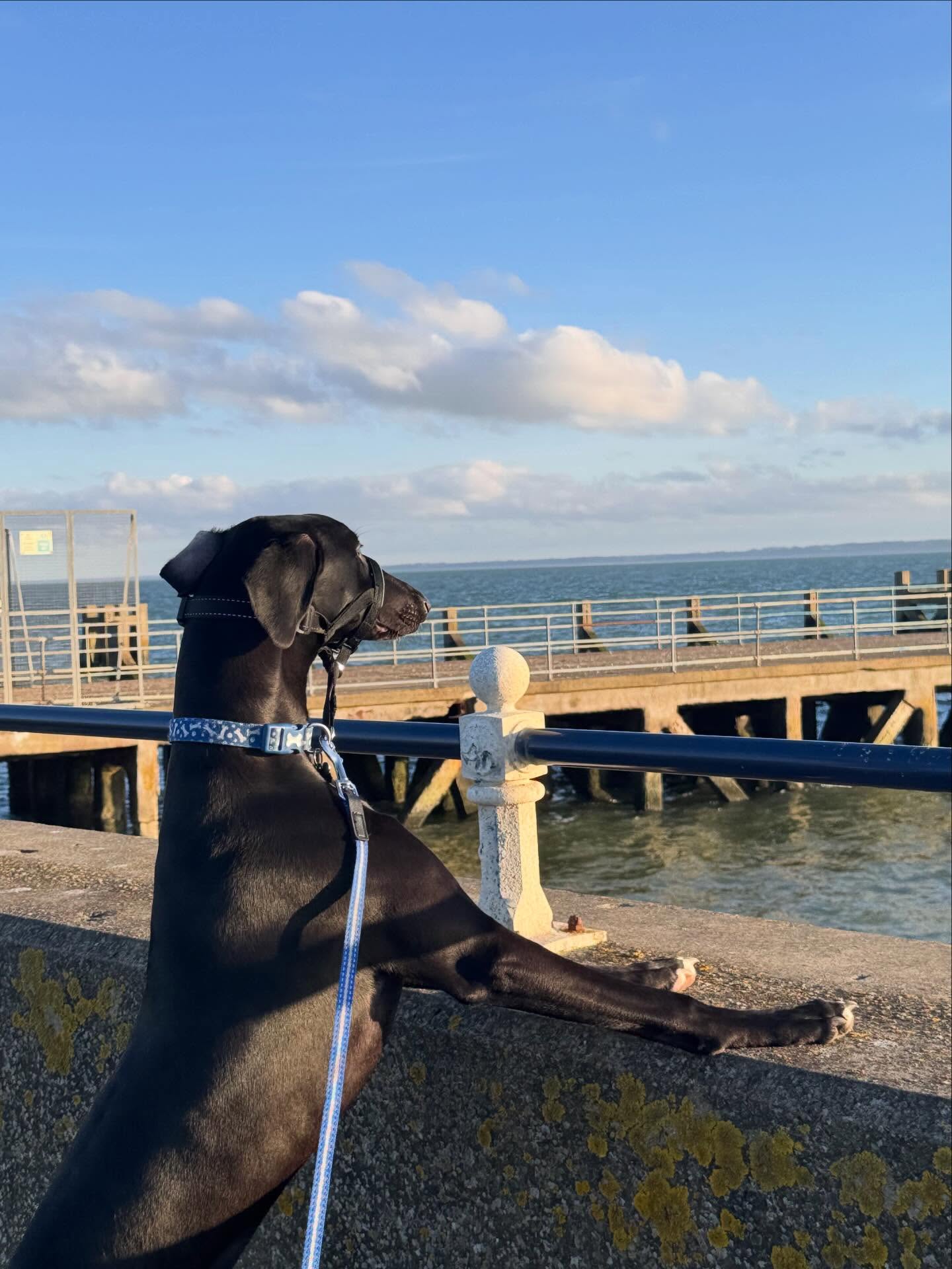 A dog taking in the view over the Southend seafront