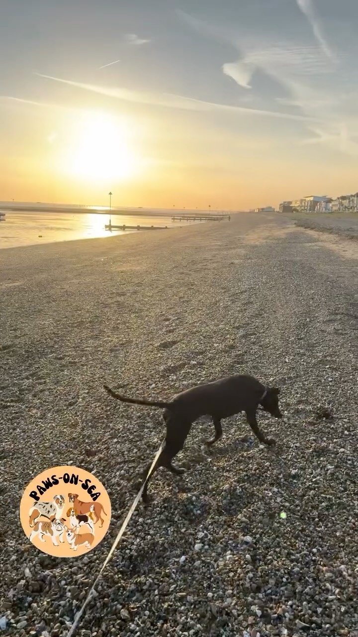 A dog exploring the beach at sunset
